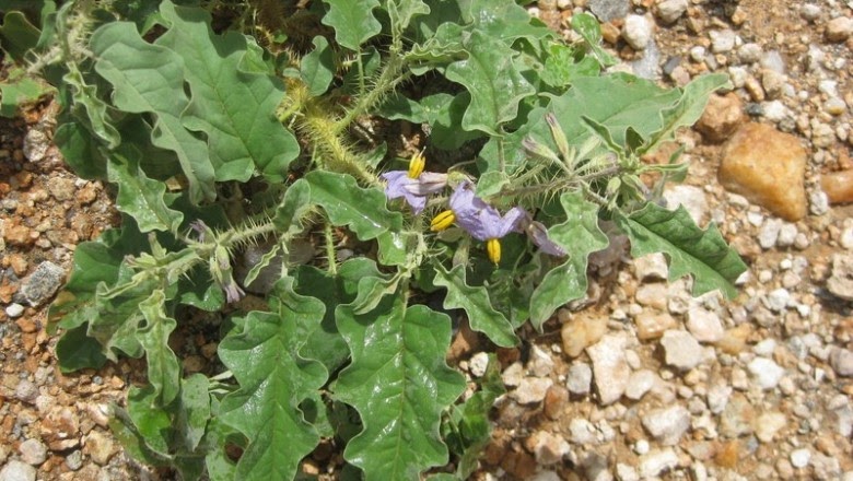Cây Cà gai. Solanum coagulans Forssk - Cây Thuốc Nam Quanh Ta